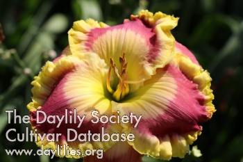 Daylily Cool Runnings